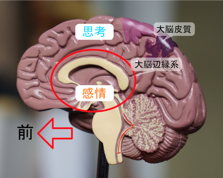 大脳辺縁系の損傷